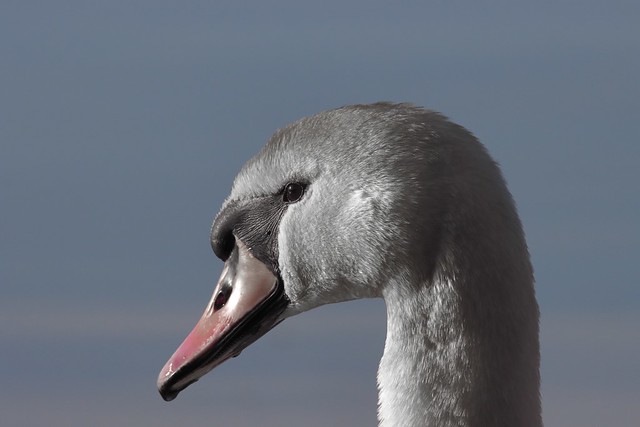 swan portrait