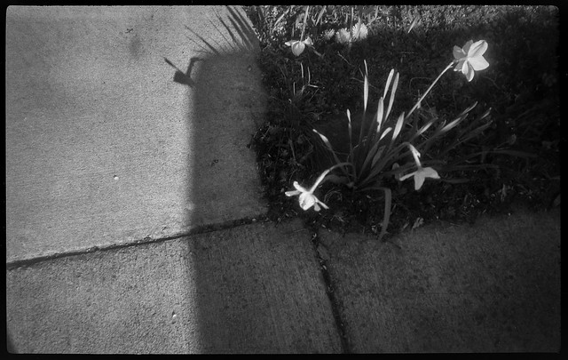 early spring daffodils, sidewalk, cast shadow, late light, neighborhood, Asheville, NC, Kochmann Korelle 127 film camera, Schneider Kreuznach Xenar 75mm f-4.5 lens, Fomapan 200, L110 developer, 3.28.22