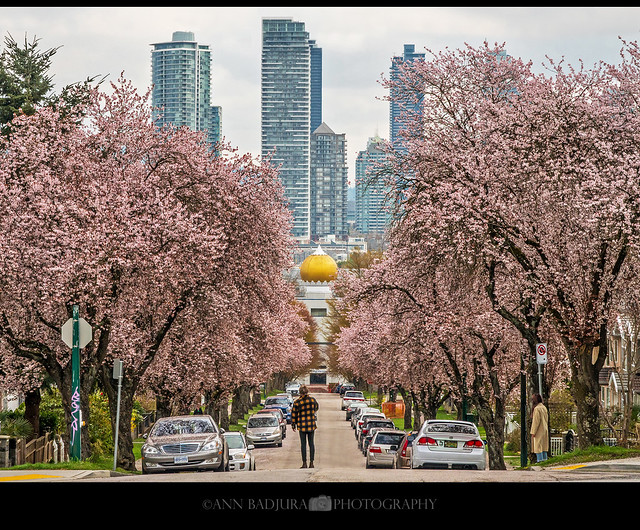 Spring blossoms in Vancouver, BC, Canada