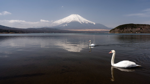 Reflected Fuji and reflected swans (also known as flipping the bird)