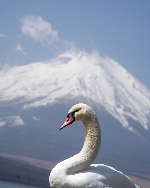 Swan and Mountain