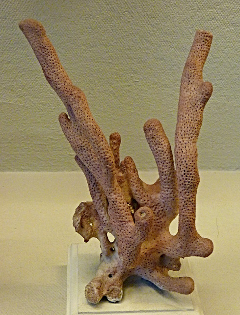 Briareum asbestinum (10-9-21 Naturistorisches Museum Wien, leg in Florida)