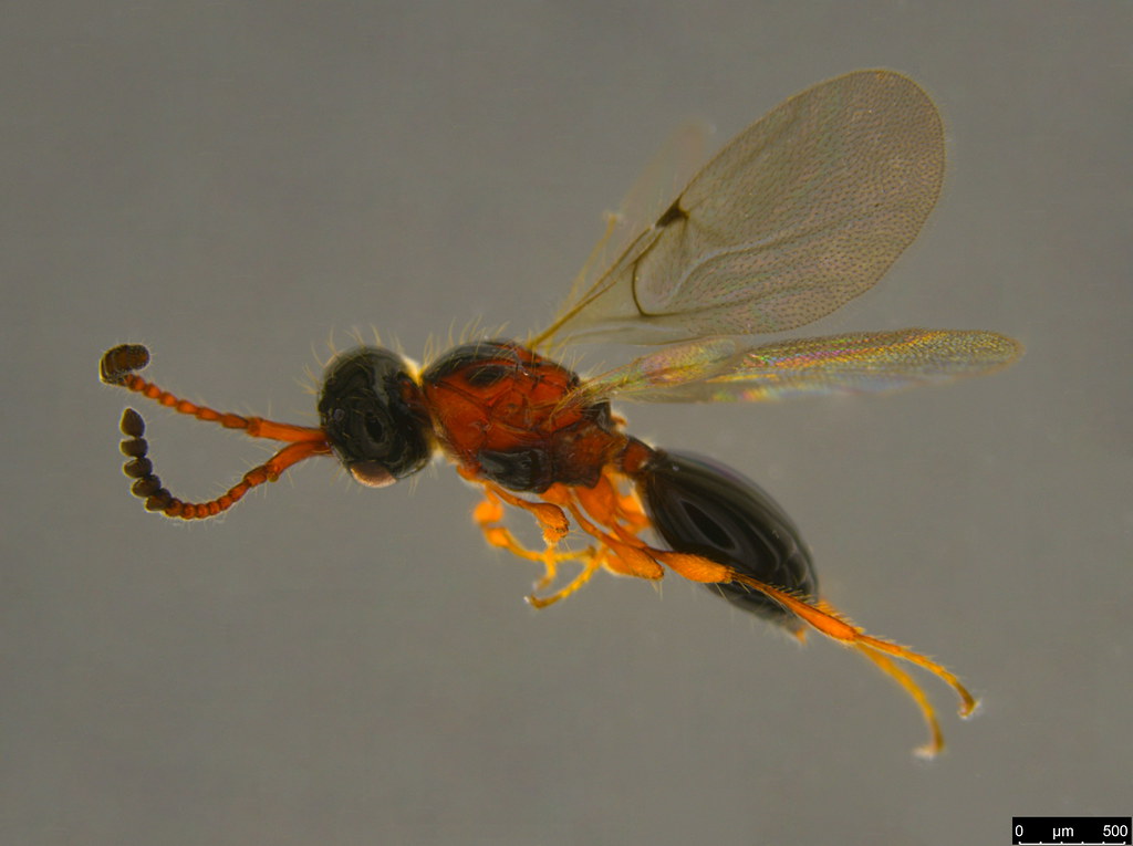 13a - Diapriidae sp.