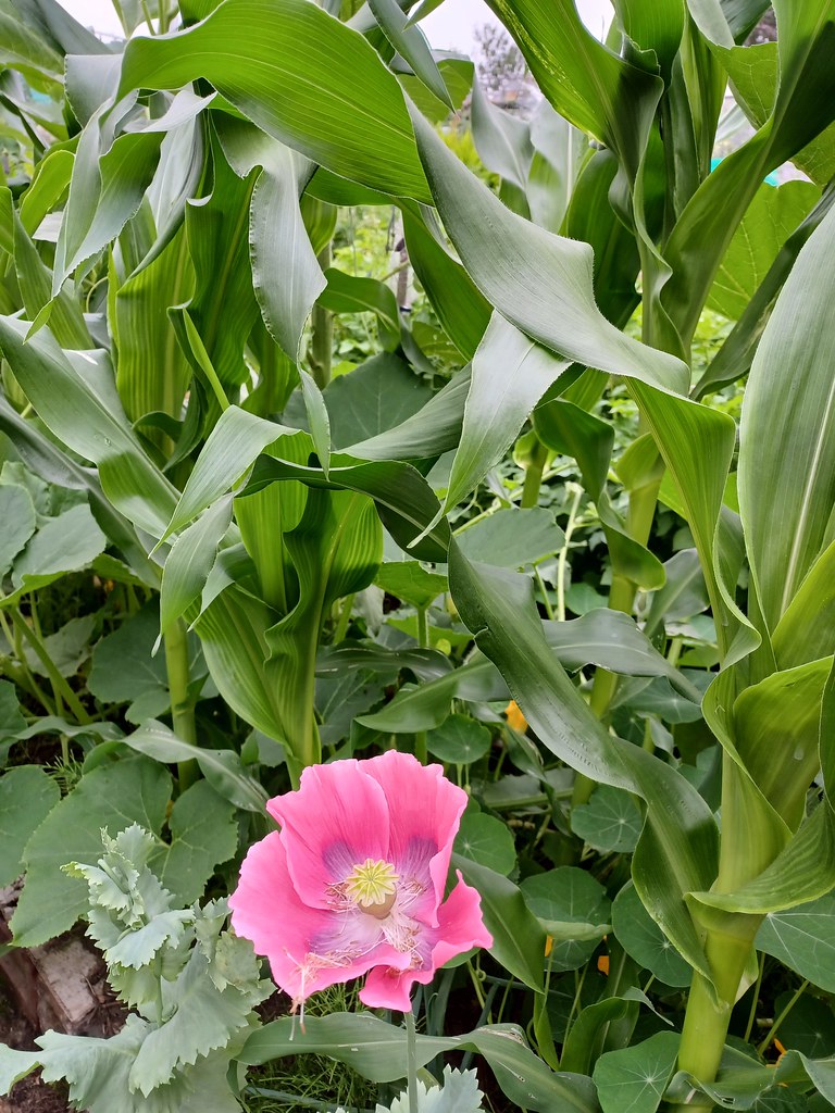 Self seeded poppy in among sweetcorn plants