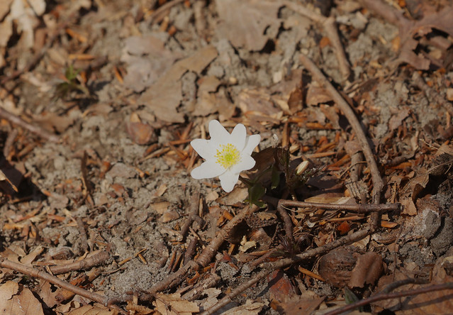 Hvid anemone (Wood Anemone / Anemone nemorosa)