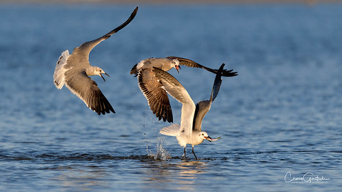 bunchebeach gull bird birdinflight bif fish pursuit chase flying avian nature animal wildlife nikon d850 500pf