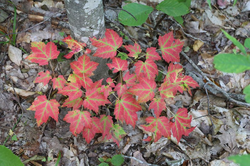 Maple leaves turning red in Autumn along the North Country Trail in Pictured Rocks National Lakeshore