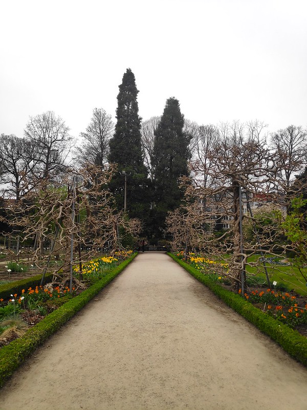 Camino Central Jardín Botánico