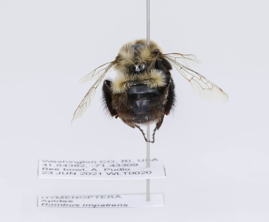 Common eastern bumble bee (Bombus impatiens)