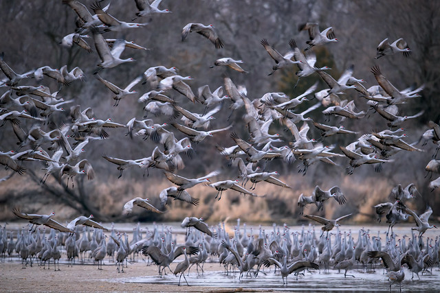 Sandhill Cranes taking flight from a sandbar in the Platte River near Gibbon, Nebraska