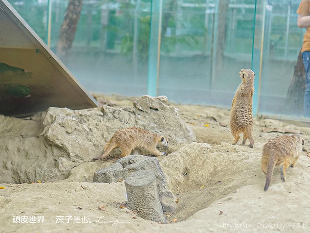 頑皮世界野生動物園攻略 門票優惠 台南親子景點 南台灣動物園 水豚君 長頸鹿 遊樂設施 戲水池