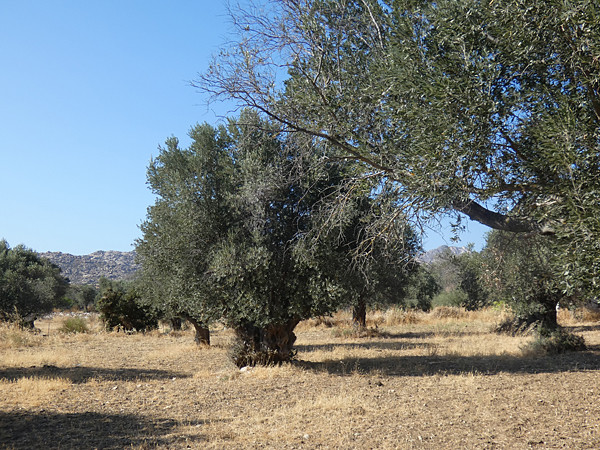 oliviers centenaires