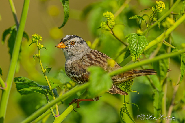 White-Crowned_Sparrow_02