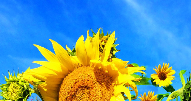 Sunflowers: Ukraine's national flower