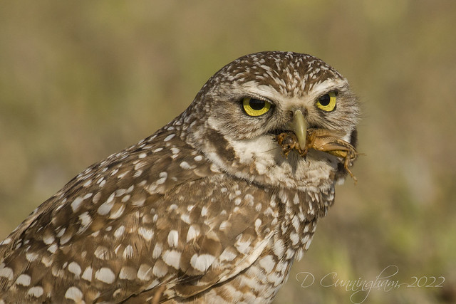 Burrowing Owl with Grasshopper in Mouth