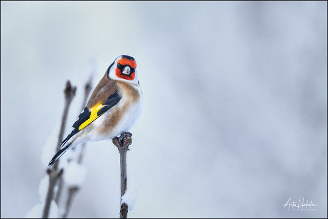 Goldfinch in cold winter weather