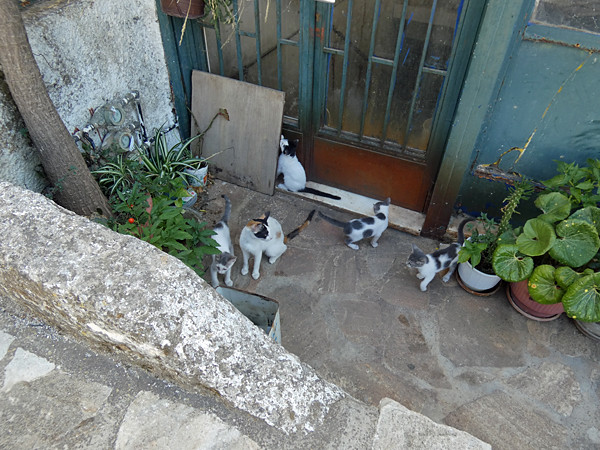 plein de chatons à  Filoti