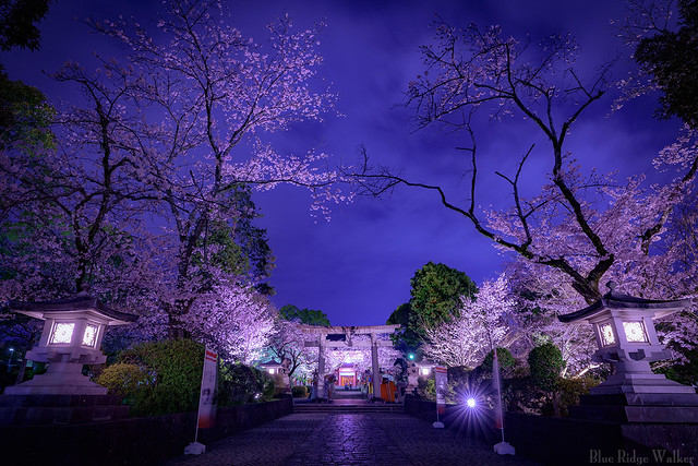 The shrine with the cherry blossoms