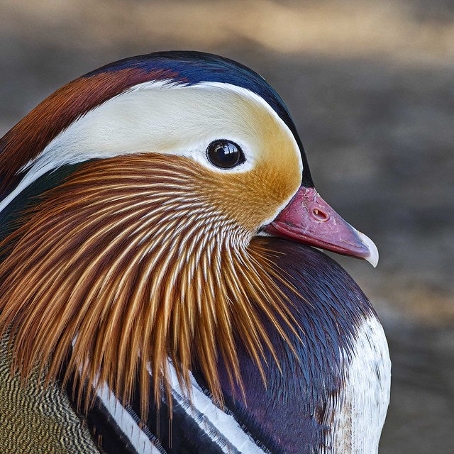 Male Maderin duck