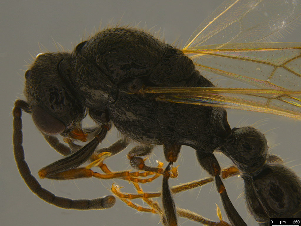 21b - Formicidae sp.