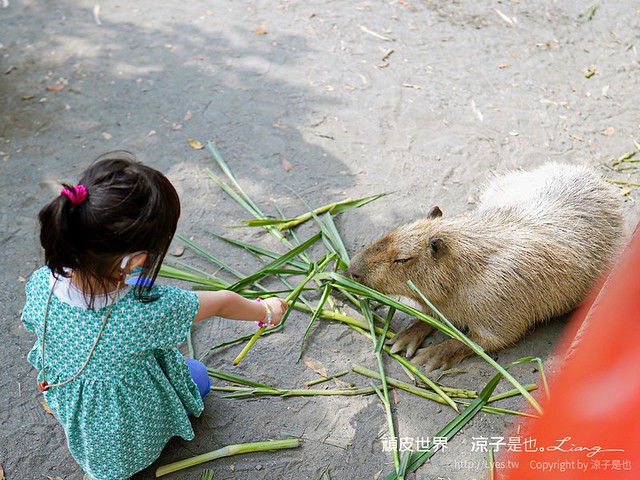頑皮世界野生動物園攻略 門票優惠 台南親子景點 南台灣動物園 水豚君 長頸鹿 遊樂設施 戲水池