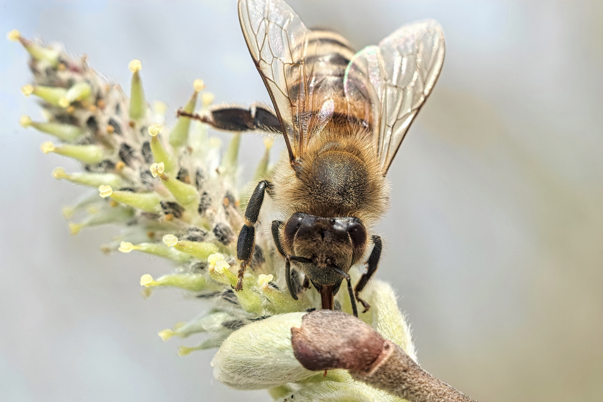 Honey bee (Apis mellifica) – Rott am Inn, Upper Bavaria, Germany