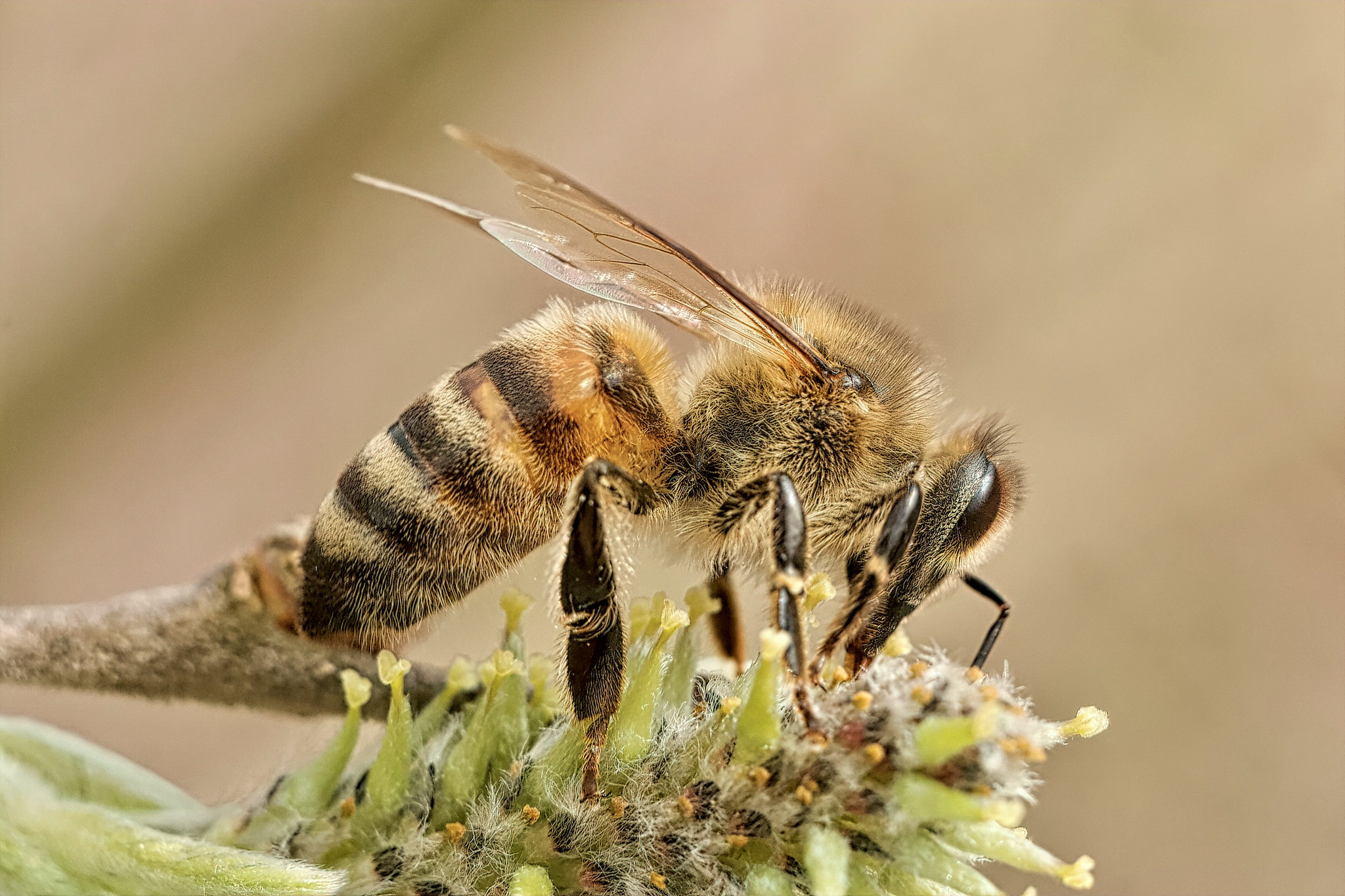 Honey bee (Apis mellifica) – Rott am Inn, Upper Bavaria, Germany