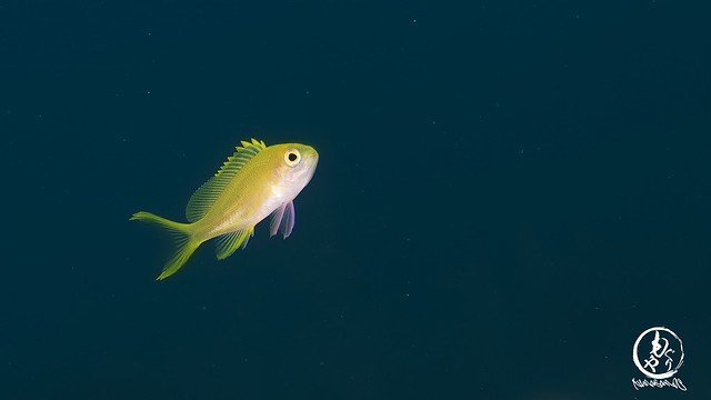 早くもスミレナガハナダイ幼魚ちゃん♪