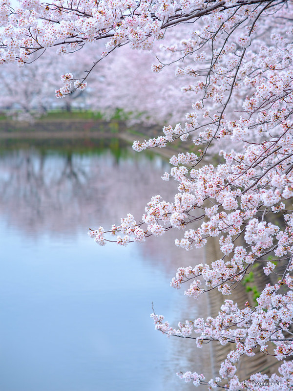 Cherry blossoms in Karako