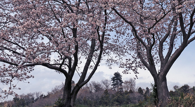 sakura (cherry blossom)