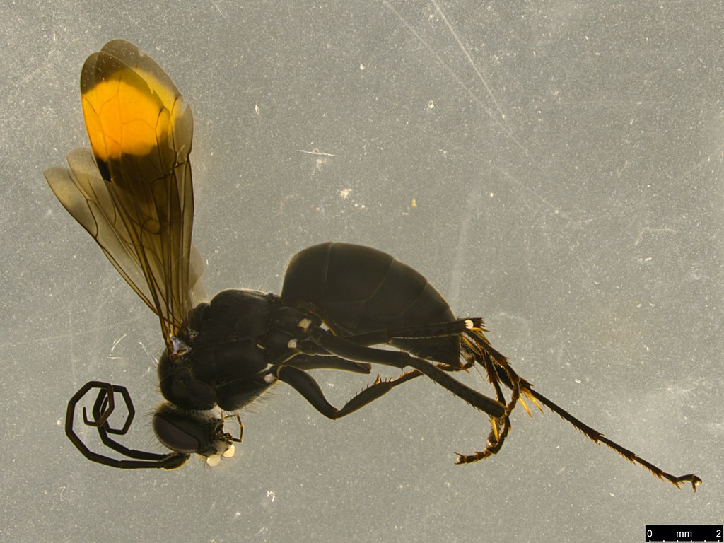 15a - Calopompilus irritabilis (Smith, 1868)