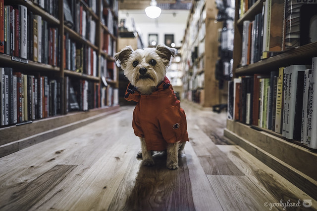 3.26.2022: where's the dog section?📚