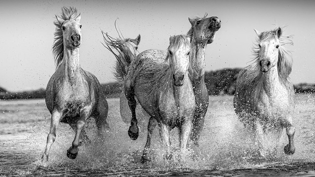 5 chevaux de camargue bw-