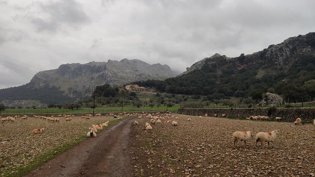 Sheep! - Hiking the Puig Roig Circuit - Lluc, Mallorca, Spain