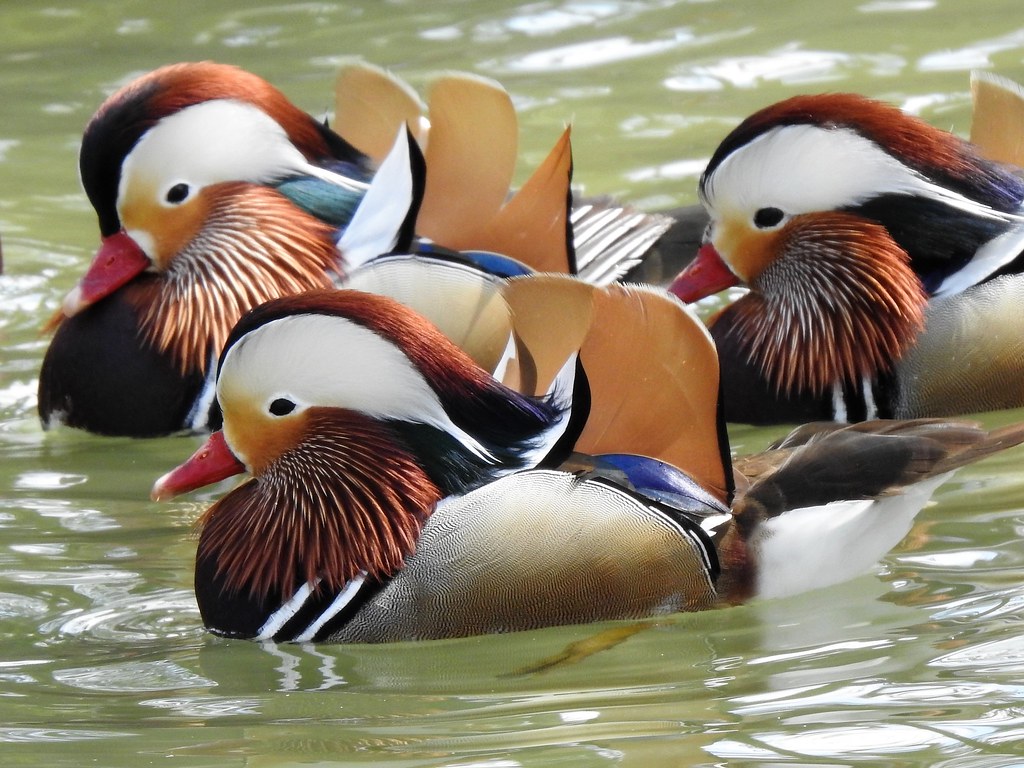 Mandarin Ducks (Male)