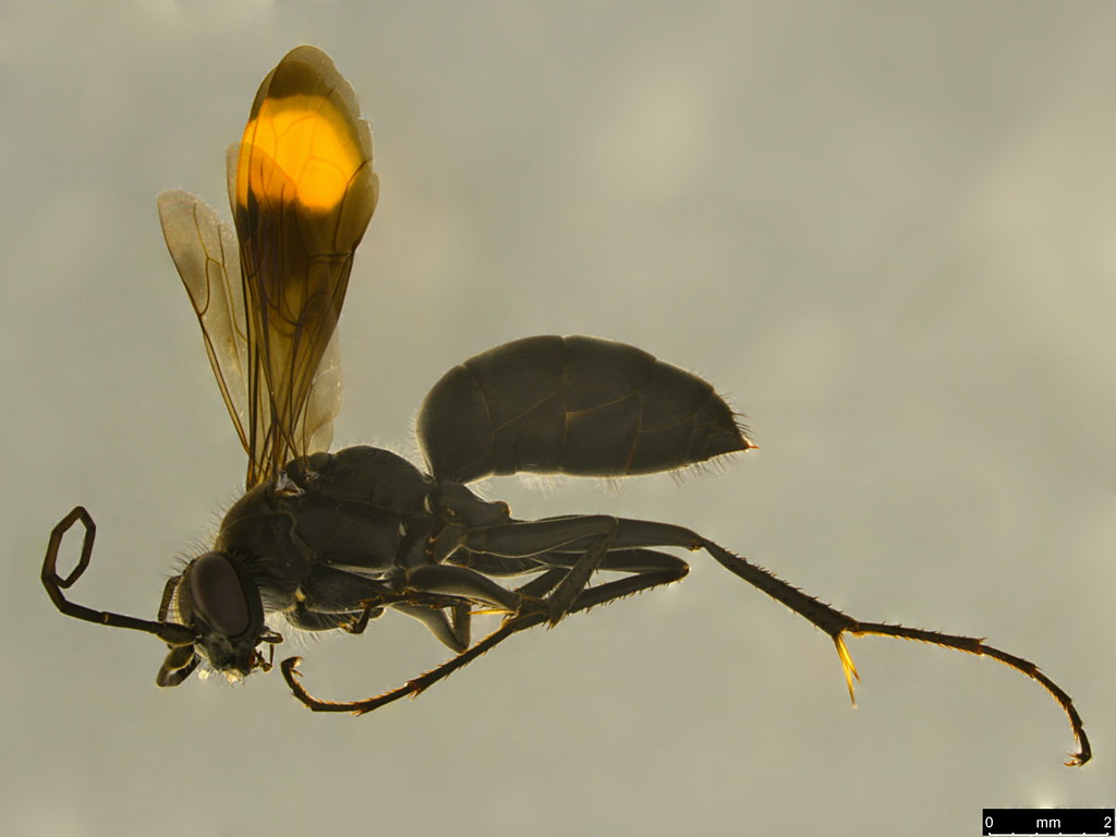 14a - Calopompilus irritabilis (Smith, 1868)