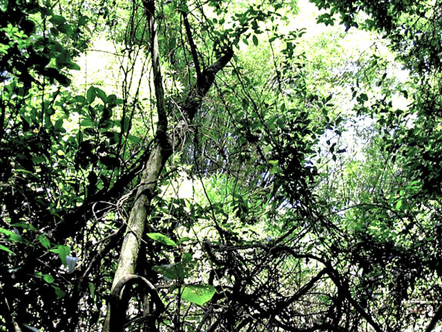 Bosque do Sítio Marangatú
