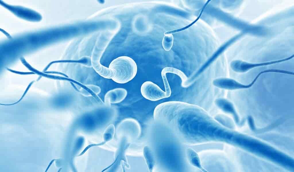 une-puce-microfluidique-sélectionne-les-bons-spermatozoïdes