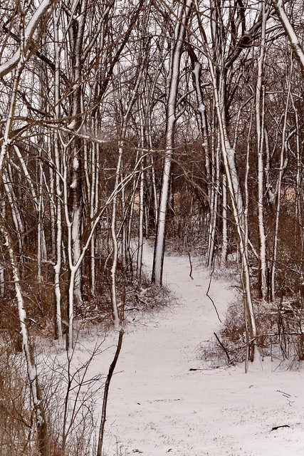 Snowy path in Wisconsin.