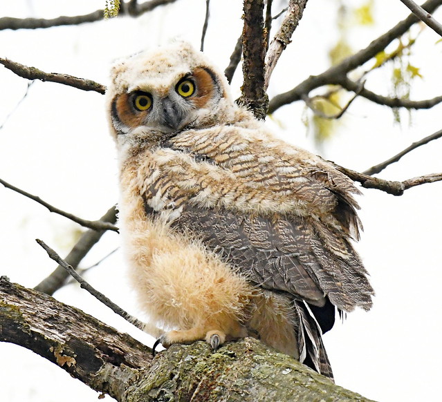Great Horned Owl Juvenile