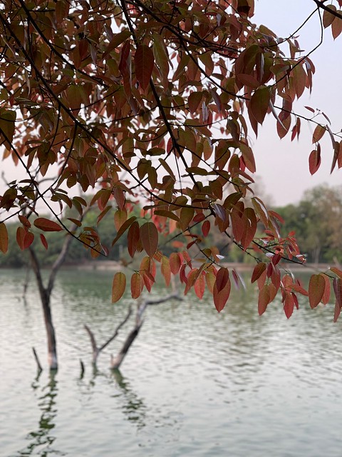 City Season - New Leaves of Pilkhan Trees, Deer Park and Elsewhere