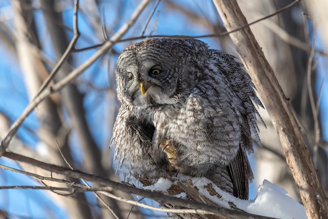 Great Gray Owl (Chouette lapone)