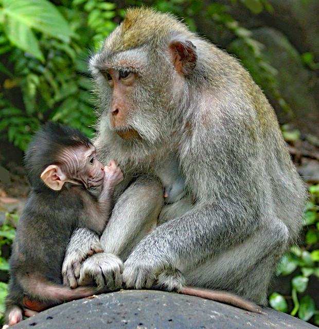 Makake mum with baby! . Monkey Forest