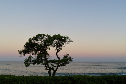 sunrise dawn oahu hawaii northshore turtlebay pastelsky tree nature awaken peace dreams pacificocean