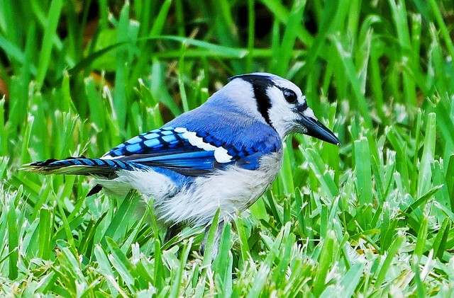 Blue Jay Searching For Seeds In My Backyard  (Cyanocitta cristata)