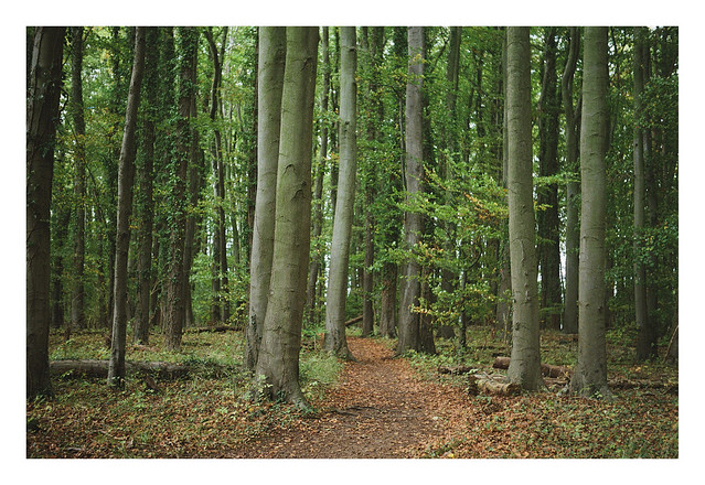 FILM - path through the trees