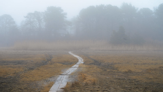 Path across the misty marshes
