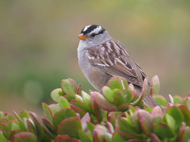 Jade Plant sitting White-crowned Sparrow