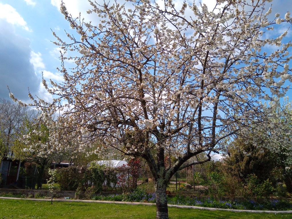 The cherry tree on 1st April 2022