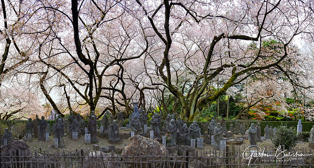 Sakura, Kyoto, Japan